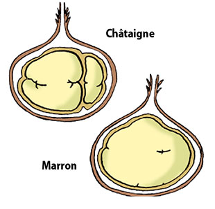 Chataigne et Marron