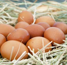 Les ventes d’œufs bio ont explosé durant la crise sanitaire