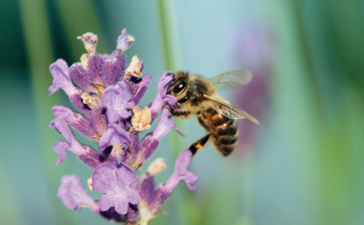 PROPOLIA : pour que vivent les abeilles et la biodiversité